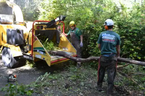 tree services Paris